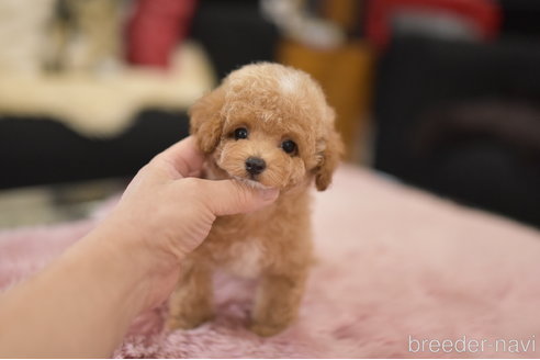 成約済の茨城県のティーカッププードル-324973の6枚目