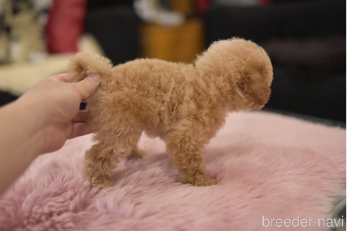 成約済の茨城県のティーカッププードル-324973の4枚目