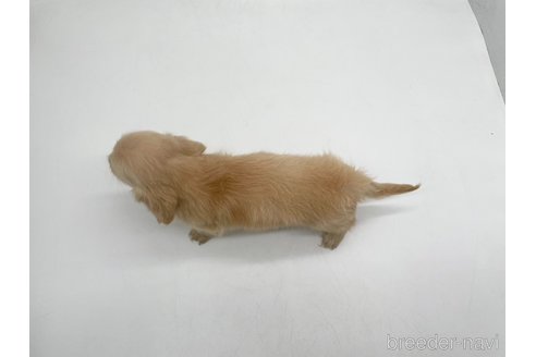 成約済の愛知県のミニチュアダックスフンド(ロングヘアード)-327193の5枚目