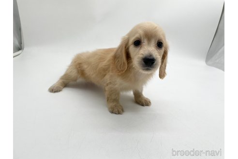 成約済の愛知県のミニチュアダックスフンド(ロングヘアード)-327193の4枚目