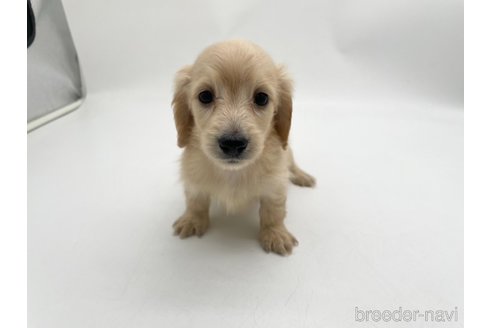 成約済の愛知県のミニチュアダックスフンド(ロングヘアード)-327193の1枚目