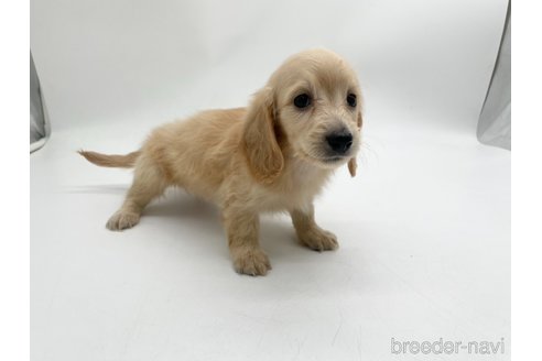 成約済の愛知県のミニチュアダックスフンド(ロングヘアード)-327193の3枚目