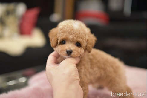 成約済の茨城県のティーカッププードル-324973の3枚目