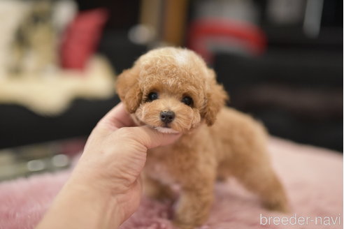 成約済の茨城県のティーカッププードル-324973の2枚目