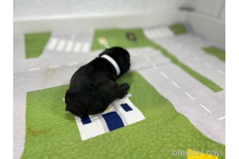 成約済の愛知県のフレンチブルドッグ-327198の4枚目