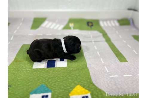 成約済の愛知県のフレンチブルドッグ-327198の5枚目