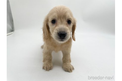 成約済の愛知県のミニチュアダックスフンド(ロングヘアード)-327194の1枚目