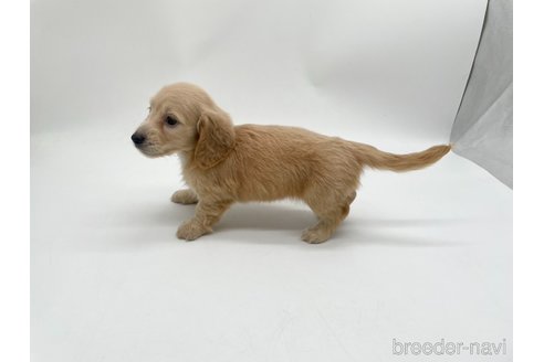 成約済の愛知県のミニチュアダックスフンド(ロングヘアード)-327194の2枚目