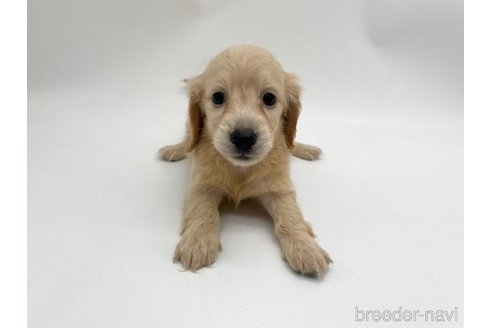 成約済の愛知県のミニチュアダックスフンド(ロングヘアード)-327194の4枚目