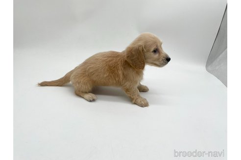 成約済の愛知県のミニチュアダックスフンド(ロングヘアード)-327194の3枚目