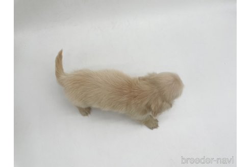 成約済の愛知県のミニチュアダックスフンド(ロングヘアード)-327195の8枚目