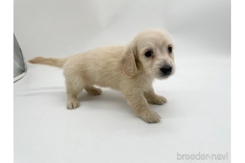 成約済の愛知県のミニチュアダックスフンド(ロングヘアード)-327195の9枚目