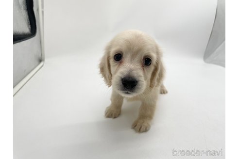 成約済の愛知県のミニチュアダックスフンド(ロングヘアード)-327195の10枚目