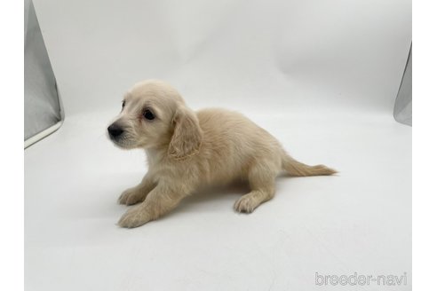 成約済の愛知県のミニチュアダックスフンド(ロングヘアード)-327195の6枚目