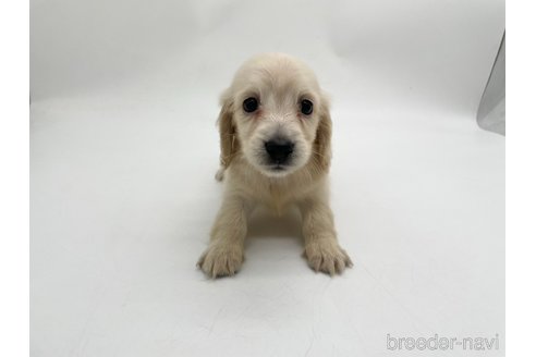 成約済の愛知県のミニチュアダックスフンド(ロングヘアード)-327195の7枚目