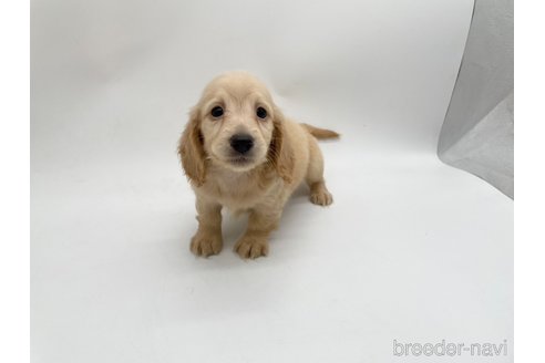 成約済の愛知県のミニチュアダックスフンド(ロングヘアード)-327197の2枚目