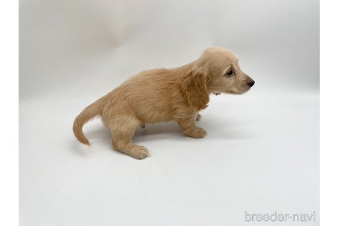 成約済の愛知県のミニチュアダックスフンド(ロングヘアード)-327197の3枚目