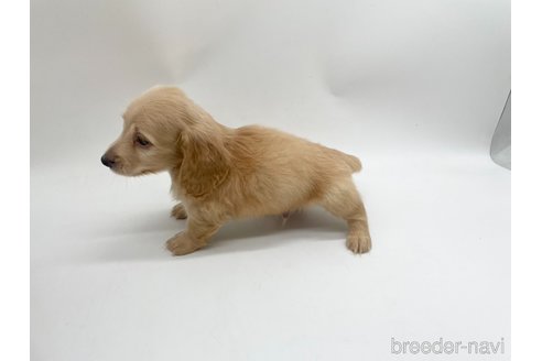 成約済の愛知県のミニチュアダックスフンド(ロングヘアード)-327197の4枚目