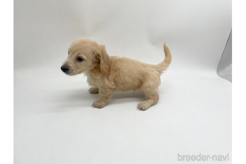 成約済の愛知県のミニチュアダックスフンド(ロングヘアード)-327199の3枚目