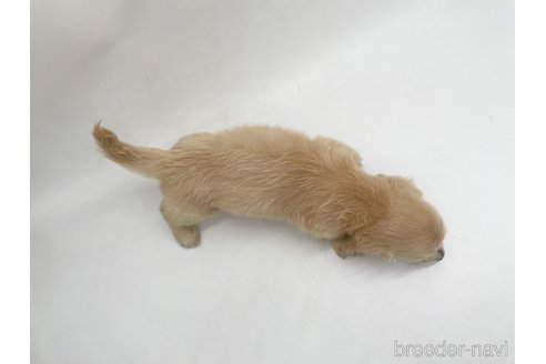 成約済の愛知県のミニチュアダックスフンド(ロングヘアード)-327199の2枚目