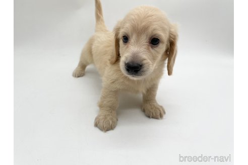 成約済の愛知県のミニチュアダックスフンド(ロングヘアード)-327199