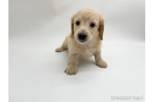 成約済の愛知県のミニチュアダックスフンド(ロングヘアード)-327199の5枚目