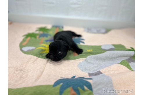 成約済の愛知県のフレンチブルドッグ-327202の6枚目