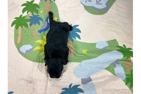 成約済の愛知県のフレンチブルドッグ-327202の2枚目