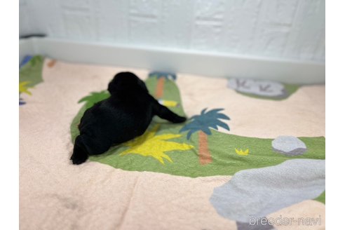 成約済の愛知県のフレンチブルドッグ-327202の3枚目