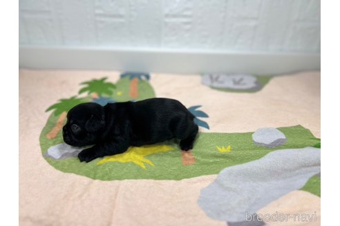成約済の愛知県のフレンチブルドッグ-327202の4枚目