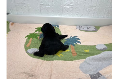 成約済の愛知県のフレンチブルドッグ-327202の5枚目
