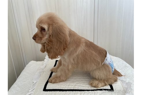成約済の愛知県のアメリカンコッカースパニエル-327201の4枚目