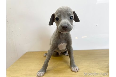 成約済の愛知県のイタリアングレーハウンド(イタグレ)-327203の2枚目