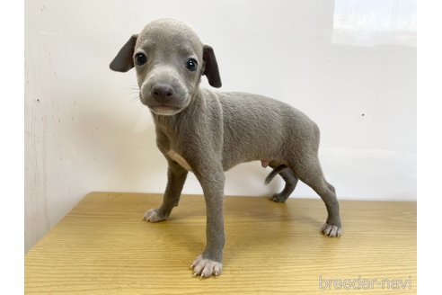 成約済の愛知県のイタリアングレーハウンド(イタグレ)-327203の4枚目