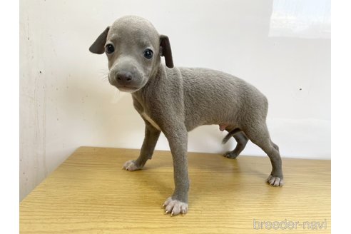 成約済の愛知県のイタリアングレーハウンド(イタグレ)-327203の5枚目