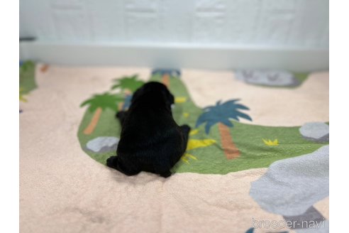 成約済の愛知県のフレンチブルドッグ-327206の2枚目