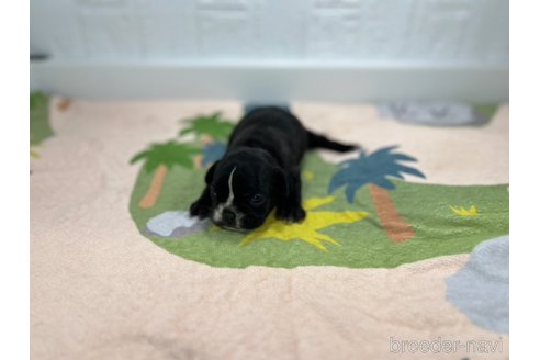 成約済の愛知県のフレンチブルドッグ-327206の3枚目