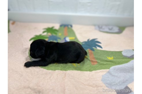 成約済の愛知県のフレンチブルドッグ-327206の4枚目