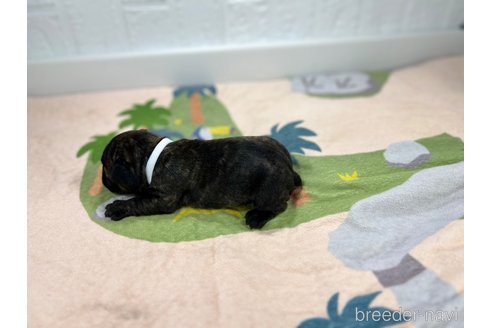 成約済の愛知県のフレンチブルドッグ-327211の2枚目