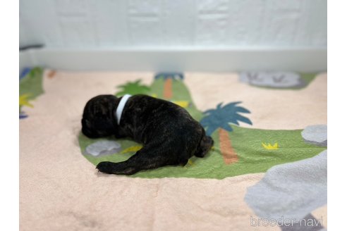成約済の愛知県のフレンチブルドッグ-327211の3枚目