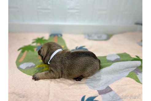 成約済の愛知県のフレンチブルドッグ-327218の3枚目