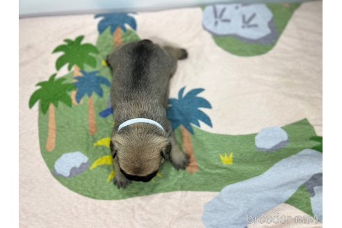 成約済の愛知県のフレンチブルドッグ-327218の4枚目