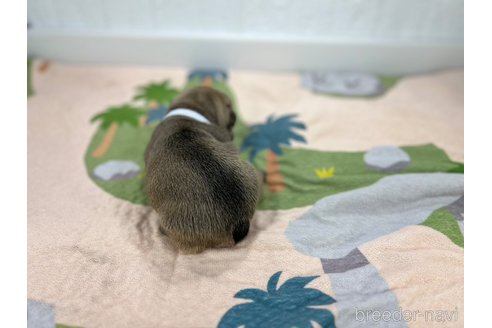 成約済の愛知県のフレンチブルドッグ-327218の5枚目