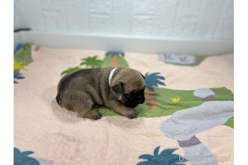 成約済の愛知県のフレンチブルドッグ-327218の6枚目
