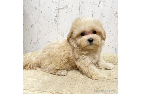 成約済の千葉県のマルプー:マルチーズ×トイプードル-327221の3枚目