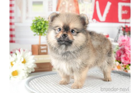 成約済の茨城県のポメチワ:ポメラニアン×チワワ-327230の4枚目