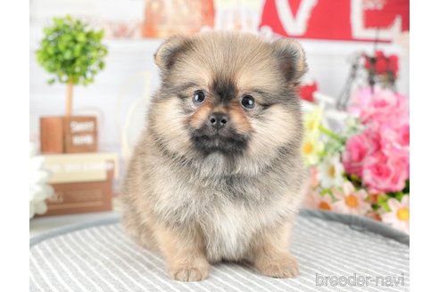 成約済の茨城県のポメチワ:ポメラニアン×チワワ-327230の5枚目