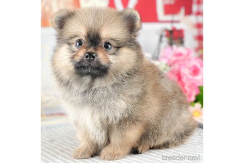 成約済の茨城県のポメチワ:ポメラニアン×チワワ-327230の6枚目