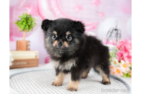 成約済の茨城県のポメチワ:ポメラニアン×チワワ-327231の2枚目
