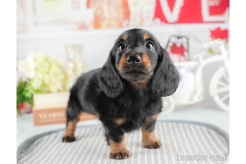 成約済の茨城県のカニンヘンダックスフンド(ロングヘアード)-327233の5枚目